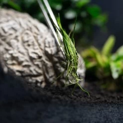 DENNERLE PLANT TWEEZERS STRAIGHT 30 CM -MeowAndMutt Mart 385077 2