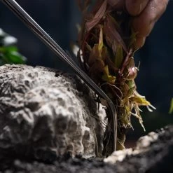 DENNERLE PLANT TWEEZERS CURVED 30 CM -MeowAndMutt Mart 385078 2